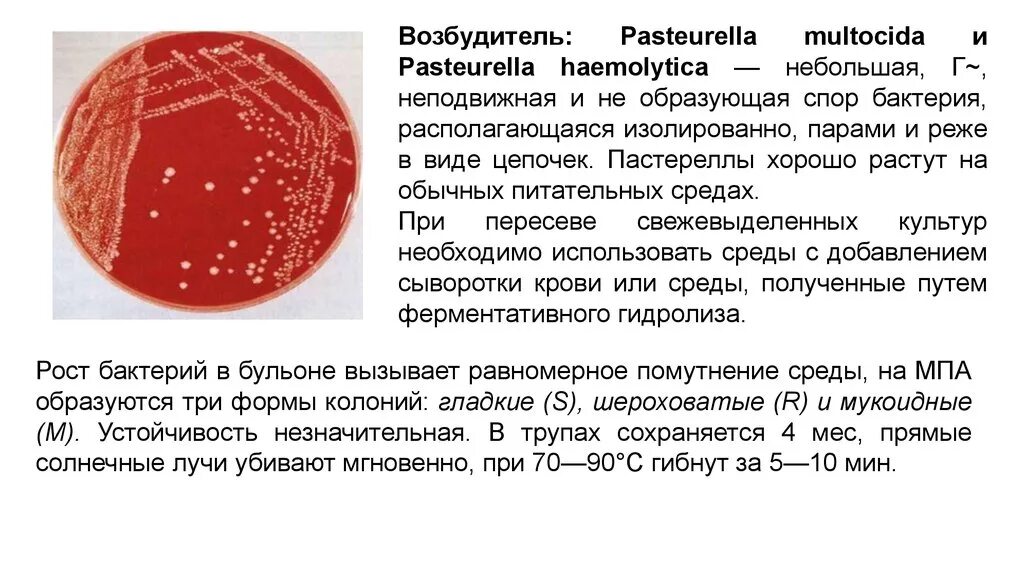 Дал маме возбудитель. Возбудитель пастереллеза животных. пастереззел возбудитель. возбудитель pasteurella multocida.
