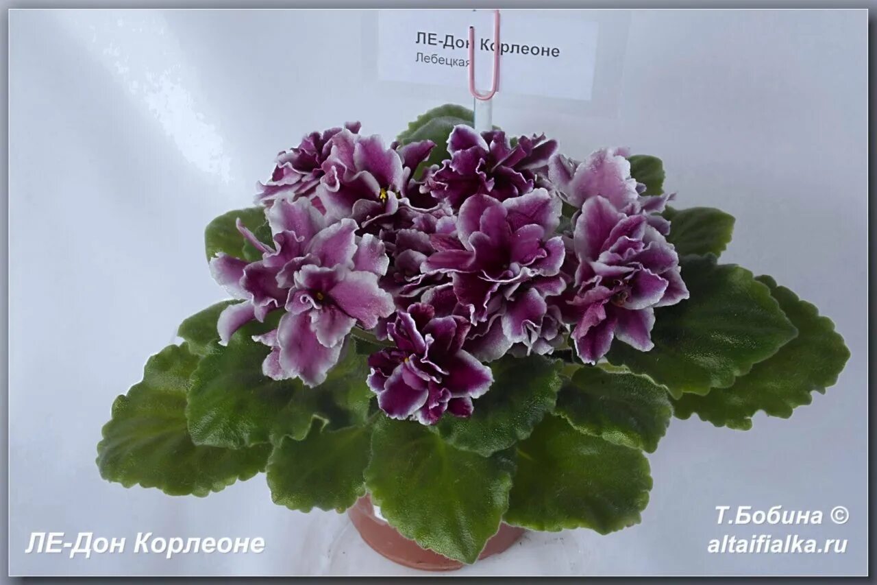 Фиалка ЛЕ-Дон Корлеоне