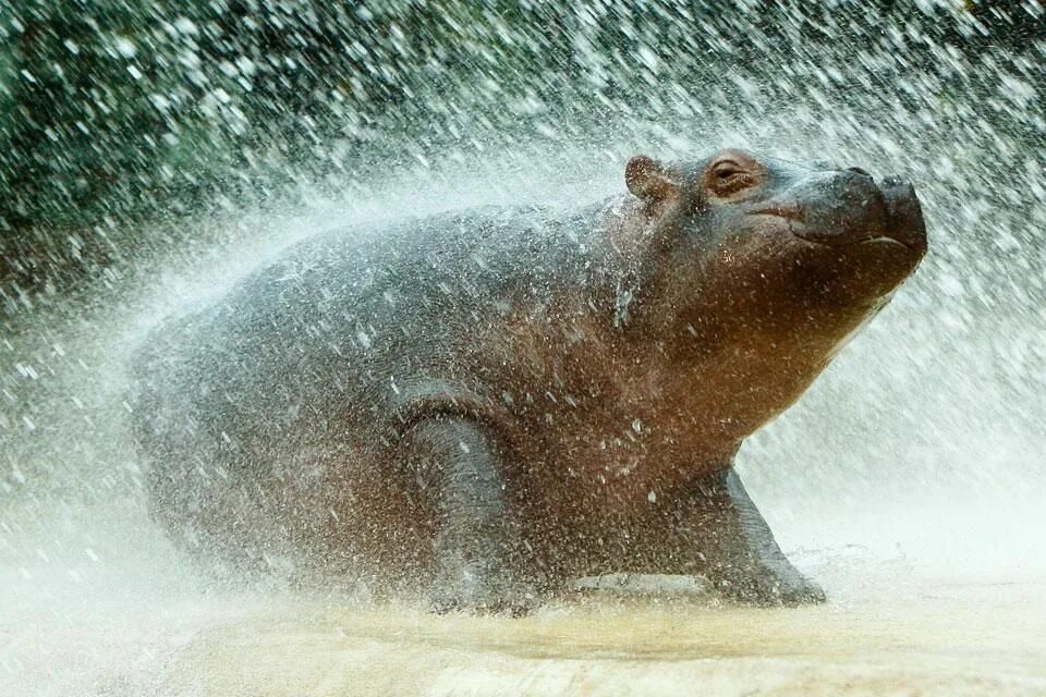 Как животные радуются дождю. Бегемот купается. Купание бегемотов. Бегемотик купается. Бегемот плавает.