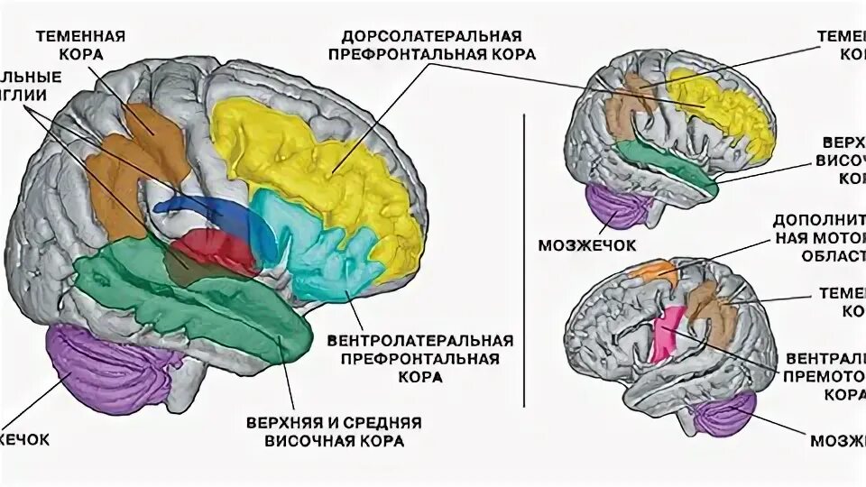 Передний мозг слабо развит