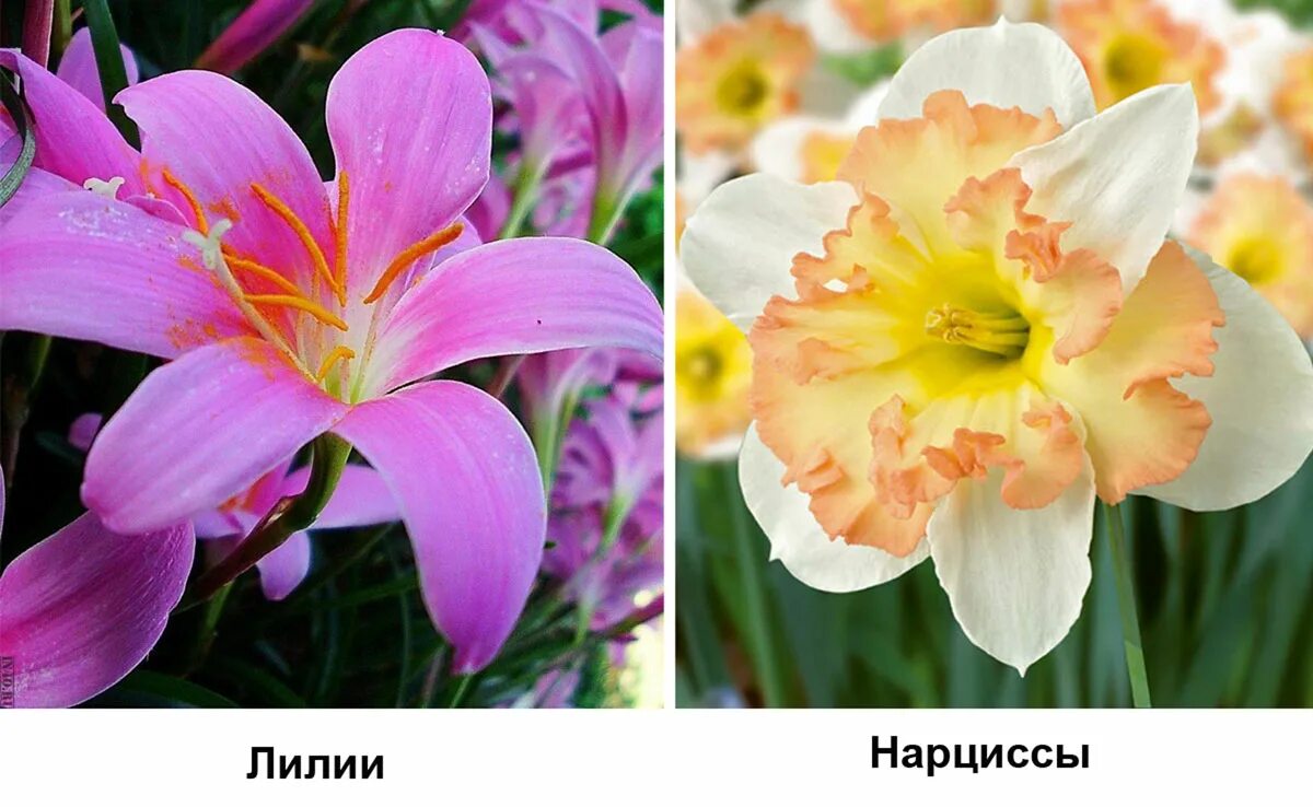 Садовая коллекция интернет магазин. Процветок интернет магазин семена и саженцы каталог 2022. Сады россии интернет-магазин. Ru интернет магазин каталог россия. Деленка интернет-магазин саженцев каталог 2022.