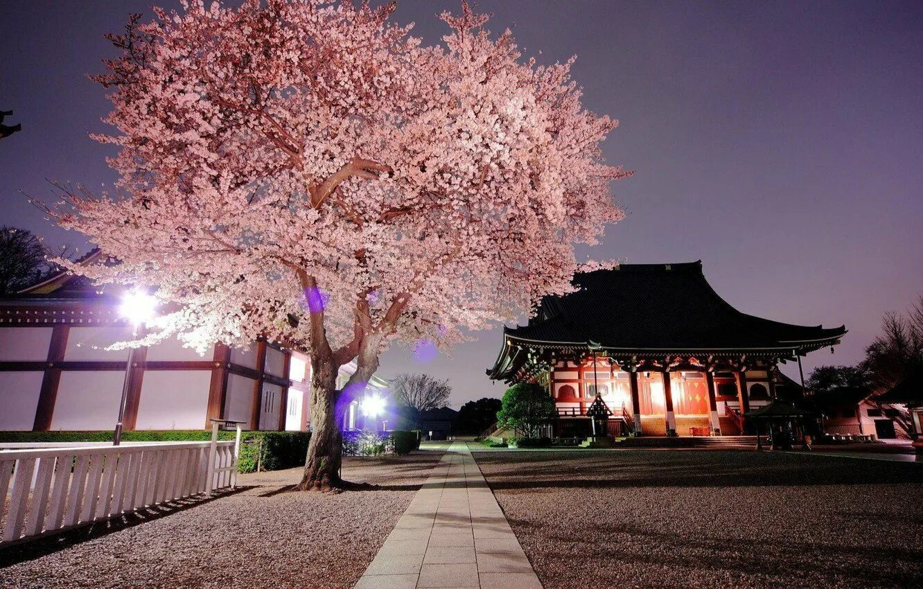 Токио Сакура. Япония Токио Сакура. Япония дерево Сакура. Цветение Сакуры в Токио. Сакура остров