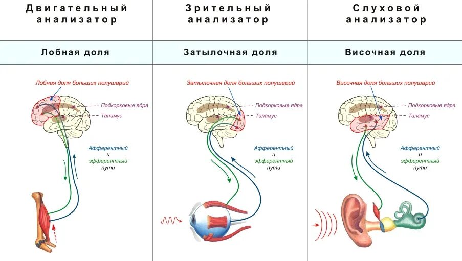Проводящие пути двигательного анализатора. Двигательный анализатор тактильный. Строение кожно мышечного анализатора. Двигательный анализатор тактильный. Тактильный анализатор строение физиология.