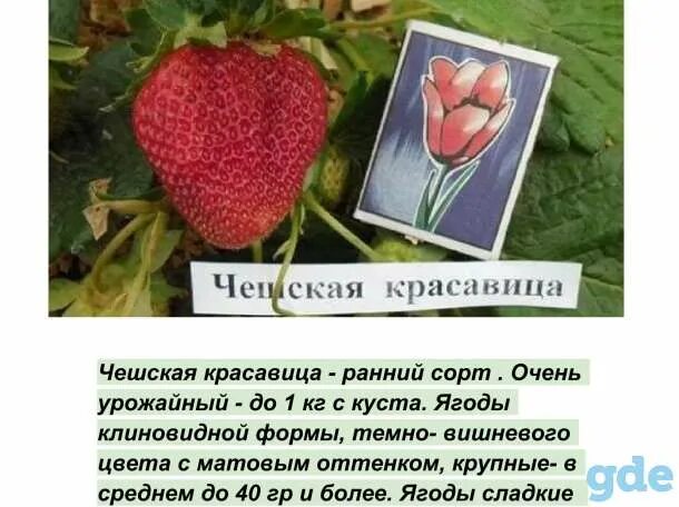 Клубника сорт красавица. Клубника чешская красавица. клубника сорт чешский. чешская красавица клубника описание.