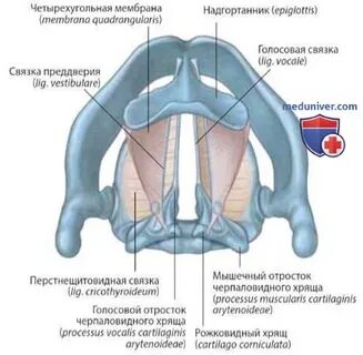 Четырехугольная мембрана гортани