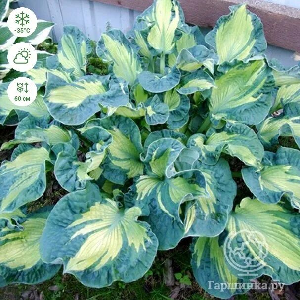 Хоста (hosta) sharmon. Хоста голден медоуз. Хоста зибольда голден медоуз. Хоста гибридная golden meadows. Хоста голден медоус golden meadows.