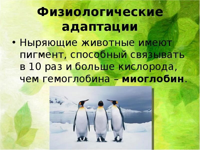 Физиологическая адаптация примеры животных. Физиологические адаптации презентация. Физиологические адаптации презентация 9 класс. Животные с физиологической адаптацией. Адаптация это 9 класс.