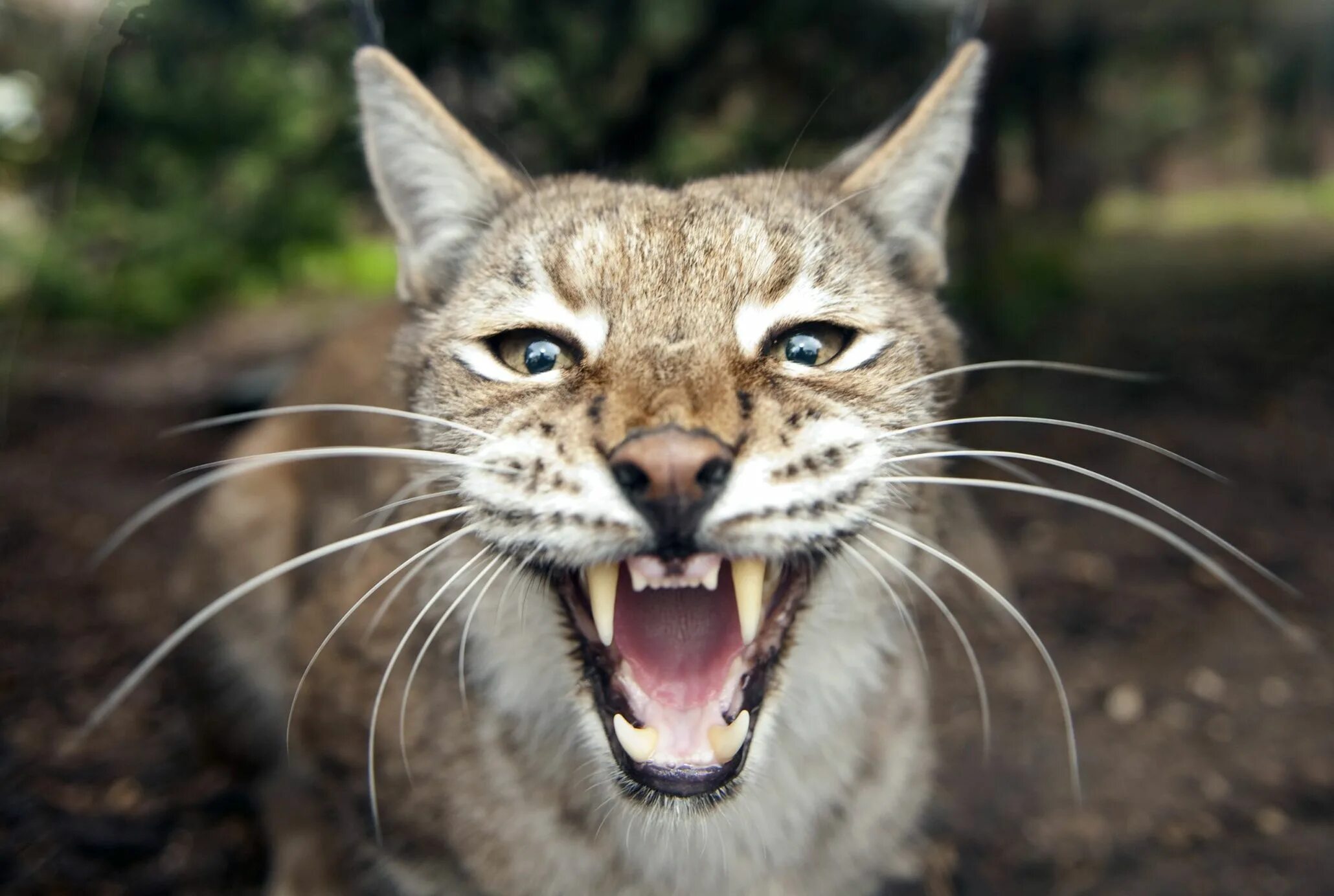Largest cat