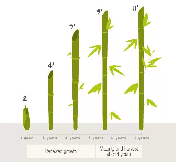Насколько быстро растет бамбук. Скорость роста бамбука в сутки. Высота бамбука максимальная. Толщина бамбука максимальная.