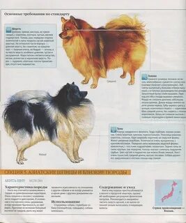 Достоинства и недостатки шпицев