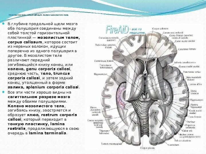 Полушария соединяет между собой. Клювовидная пластинка мозолистое тело. Клюв мозолистого тела анатомия. Функции мозолистого тела головного мозга. Мозолистое тело образовано волокнами.