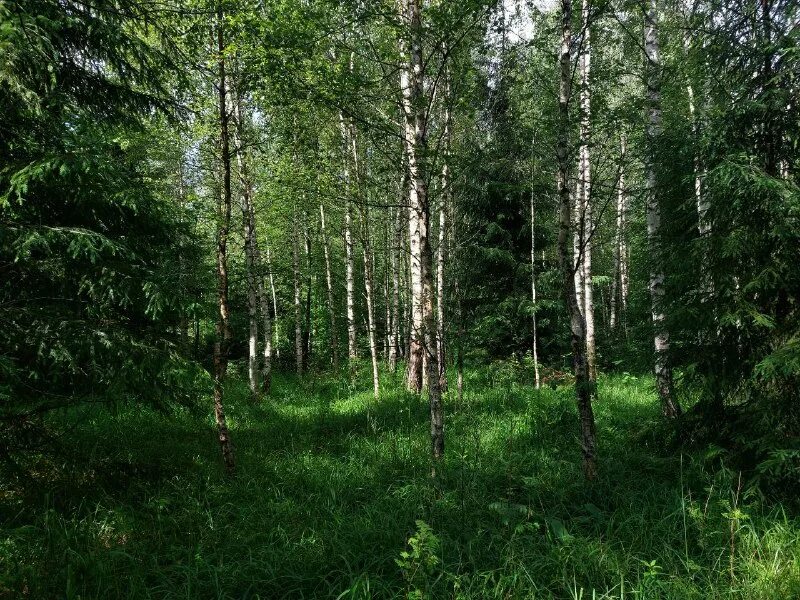 серпуховские леса. городской бор серпухов. павчонок турист серпухов. посадский лес серпухов. серпуховские леса.