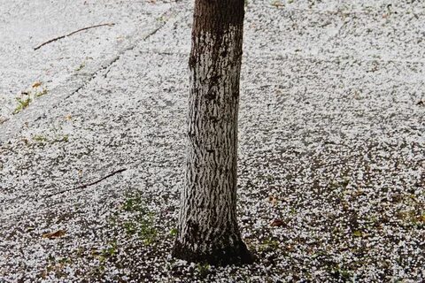 Снег зернами