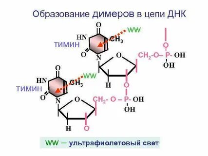 Состоит из димеров