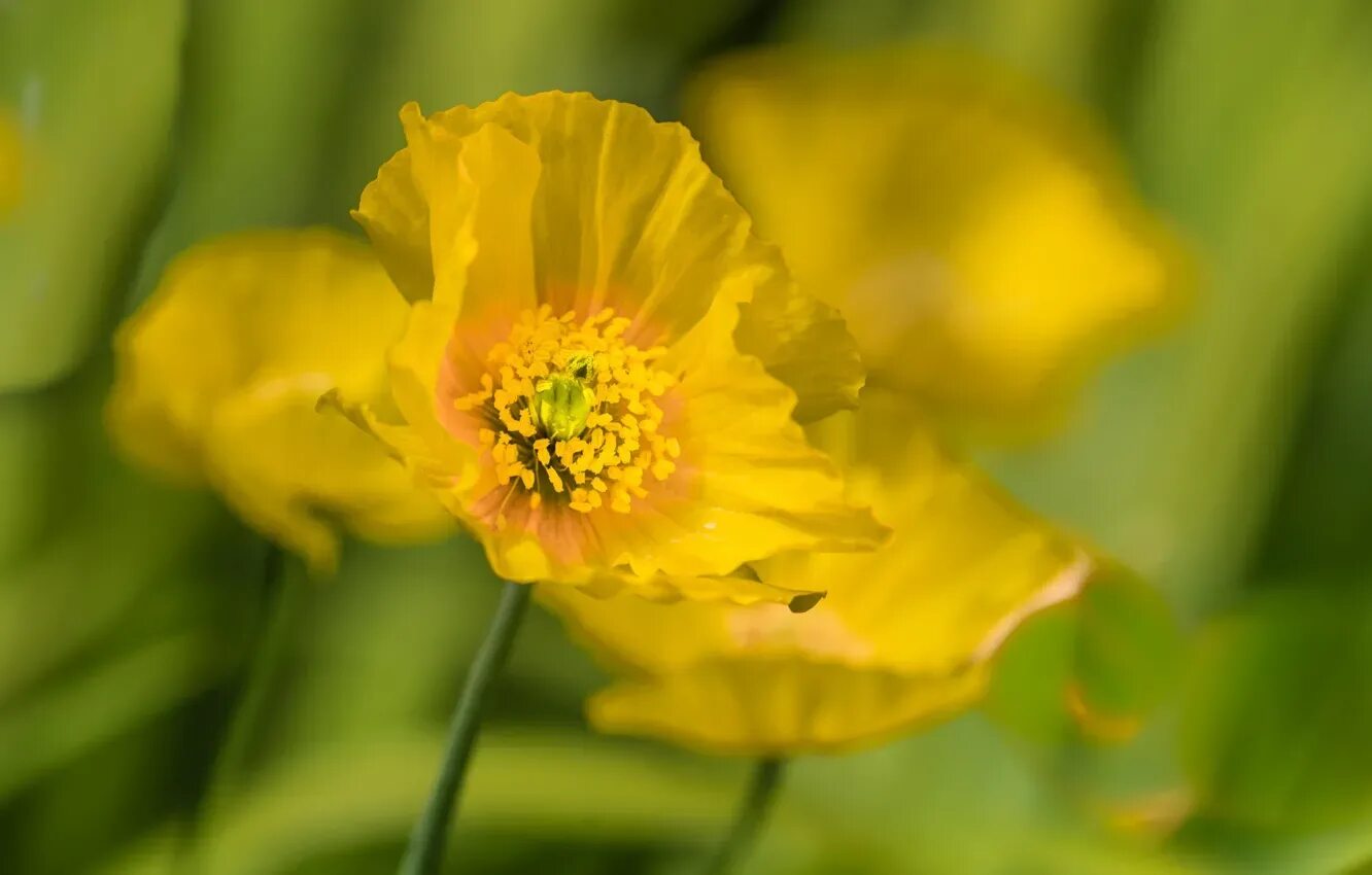 Yellow Poppy Poppies, Free flower wallpaper, Flower images