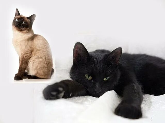 К чему снится сиамская кошка. К чему снятся кошки. кошка во сне к чему. приснилась чёрная кошка с котятами. к чему снится кошка во сне.