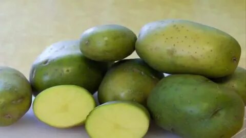 Green tuber