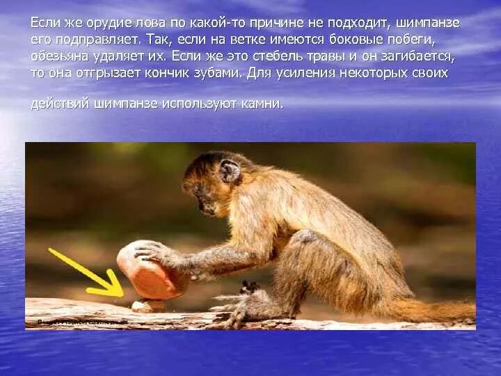 Использование труд животного. Животные используют орудия труда. Обезьяна с палкой. Шимпанзе. Использование труд животного.