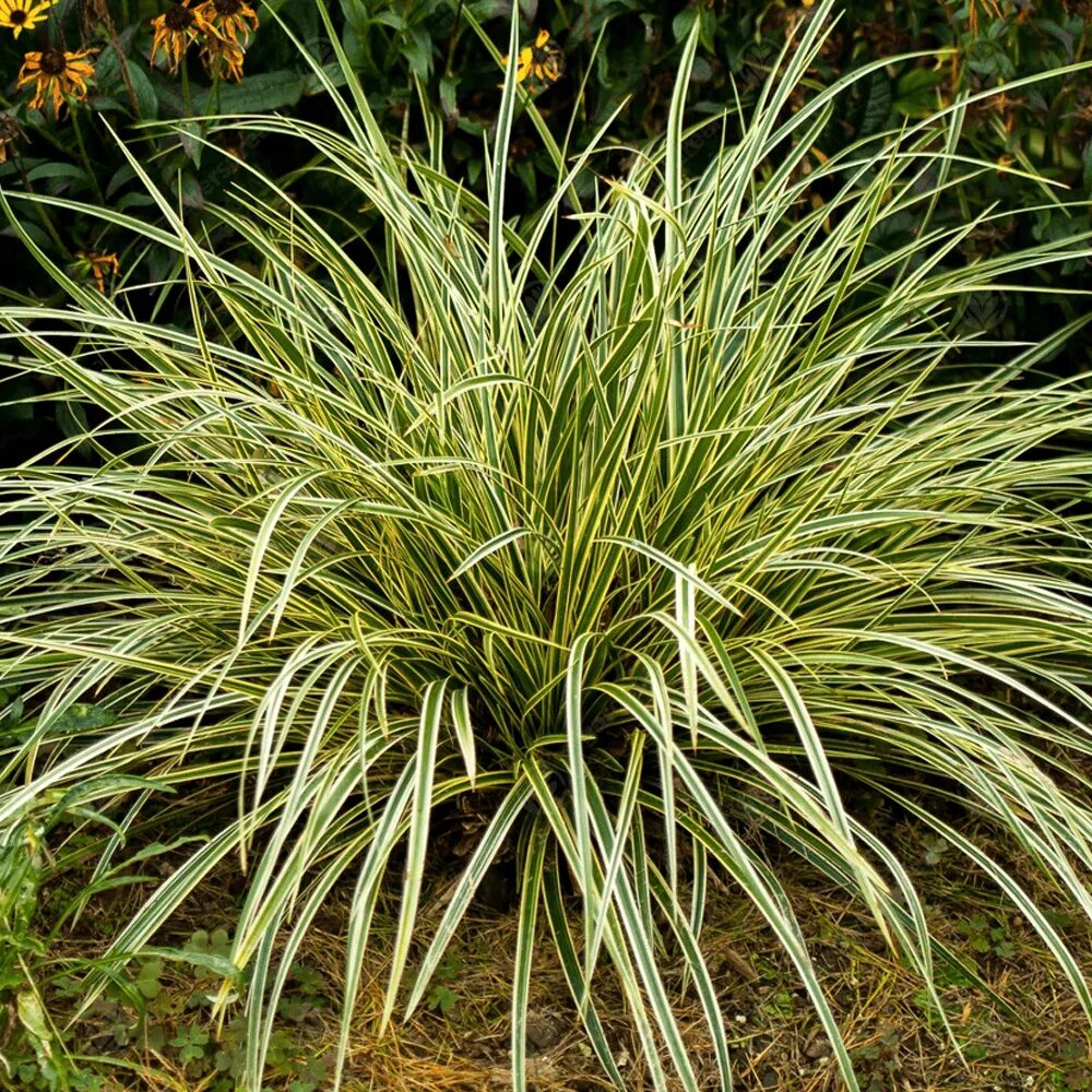 Осока охименская Эверголд (Carex oshimensis evergold) С2 - Питомник Летний сад