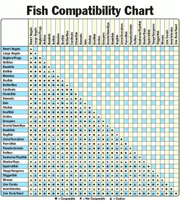 Совместимость аквариумных рыбок. Таблица совместимости рыбок в аквариуме. Совместимость рыб в аквариуме. Совместимость рыб в аквариуме таблица. Петухи рыбы совместимость
