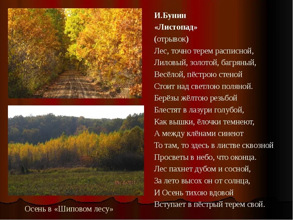 Бунин стих птица. Лес точно Терем расписной отрывок. Стих Ивана Алексеевича Бунина листопад.