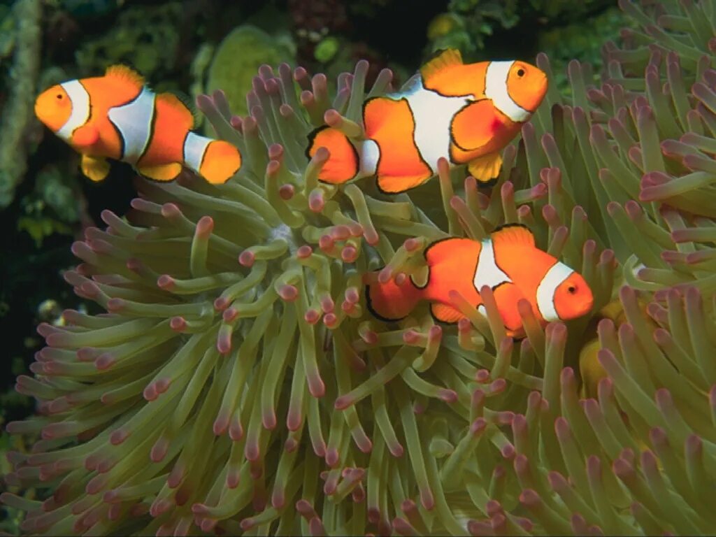 Рыбы обитатели среды. Рыба клоун оцеллярис. Рыба-клоун амфиприон оцеллярис. Оранжевый амфиприон. Амфиприон клоун.