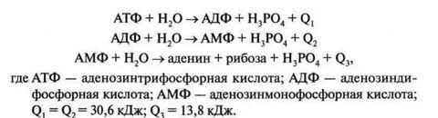 Атф и адф