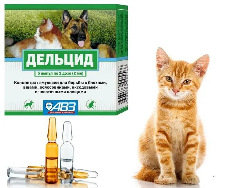 Дельцид в ампулах для обработки квартиры. Обработка помещений от блох препараты. Дельцид в ампулах. Дельцид капли. Препарат дельцид для животных.
