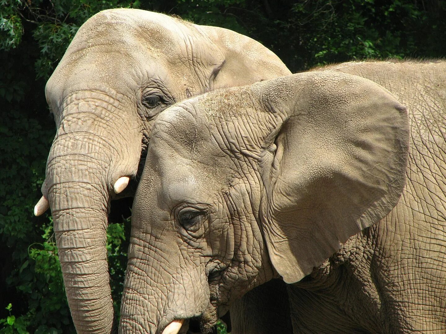Слоны. Белые слоны. Индийский слон. Слон фото. Белый слоник