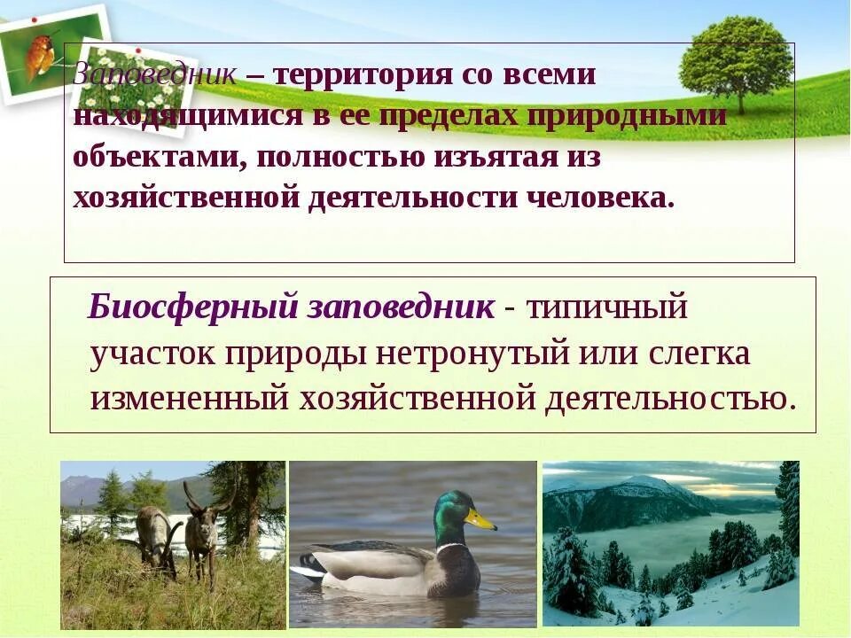 Охраняемые заповедники россии сообщение. Охрана природы заповедники. Заказники национальные и природные парки. Охраняемые территории заповедники национальные парки. Заповедники заказники национальные парки памятники природы.