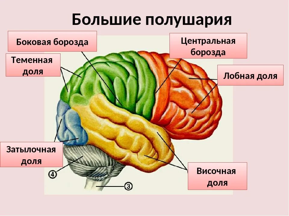 Какие отделы имеют полушария. Большие полушария головного мозга структура. Строение полушарий головного мозга доли. Строение больших полушарий головного мозга. 8 Класс. Доли полушария большого мозга биология 8 класс.