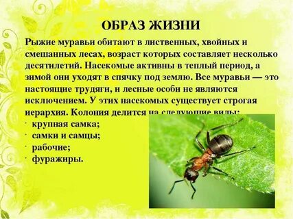 Особенности жизни насекомых
