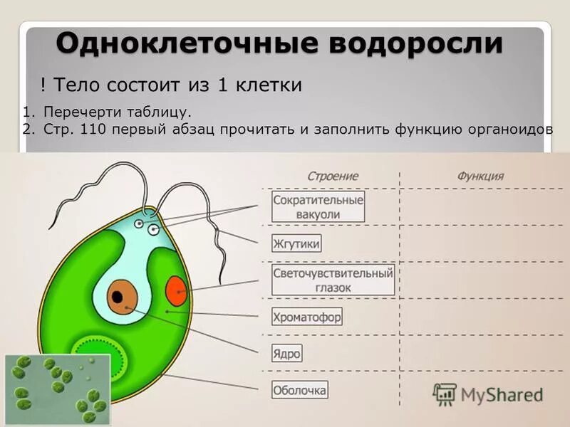 Органеллы водоросли