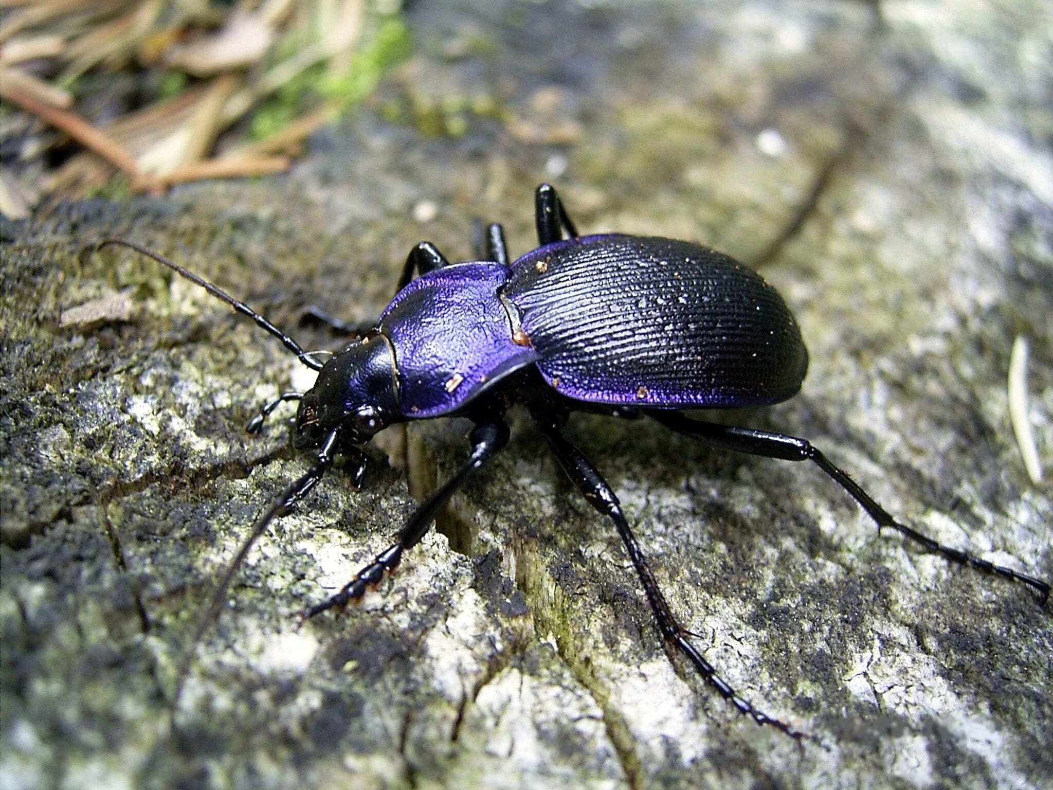 Жужелица среда. Жук Карабус жужелица. Жужелица венгерская Carabus Hungaricus. Черный Жук жужелица. Жук жужелица Кавказская.