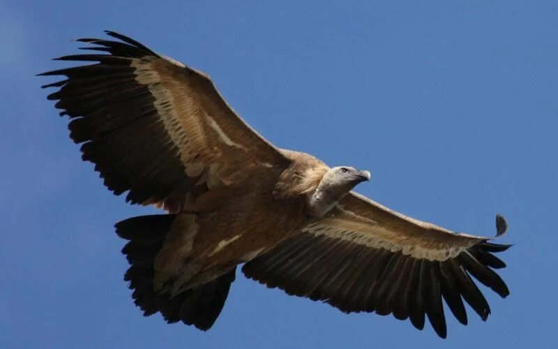 Гриф рб. Белоголовый гриф рюппеля. белоголовый сип (gyps fulvus). белоголовый орел-стервятник.. белоголовый сип кавказский.