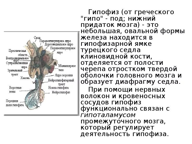 Турецкие седло кость. Твердая мозговая оболочка турецкого седла. Регулирует деятельность гипофиза. Гипофиз в турецком седле. Гипофизарная ямка анатомия.