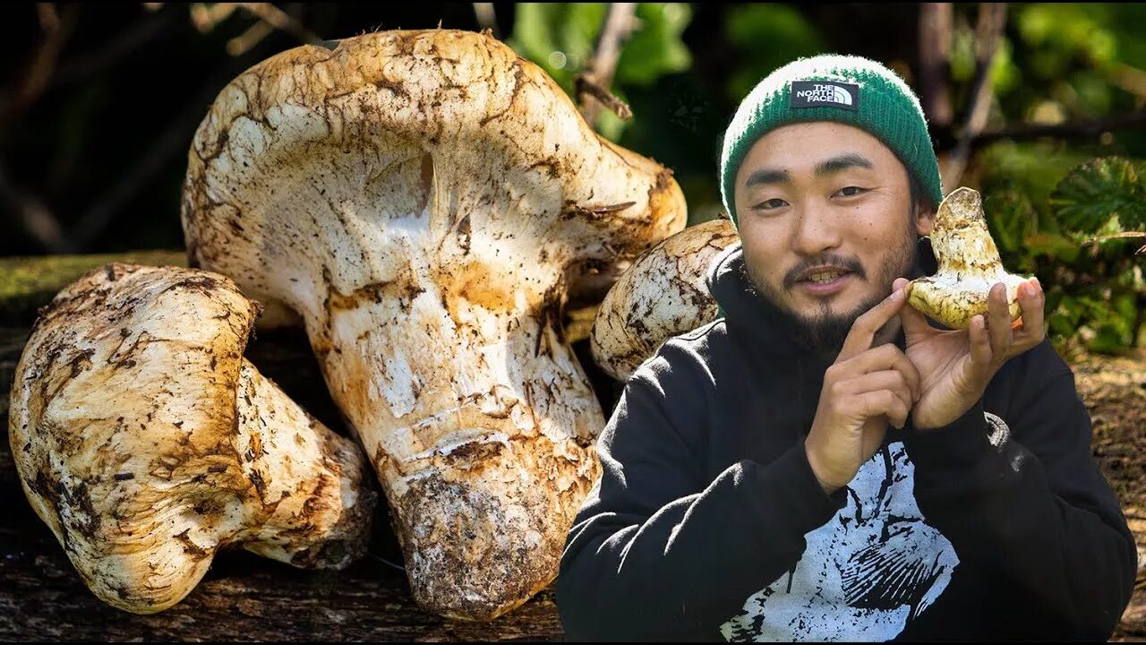 Гриб ежовик дьявольский. Самый вкусный гриб в мире. Гриб гиднеллум кровавый зуб. Решёточник красный. Ежовик кровоточащий гриб.