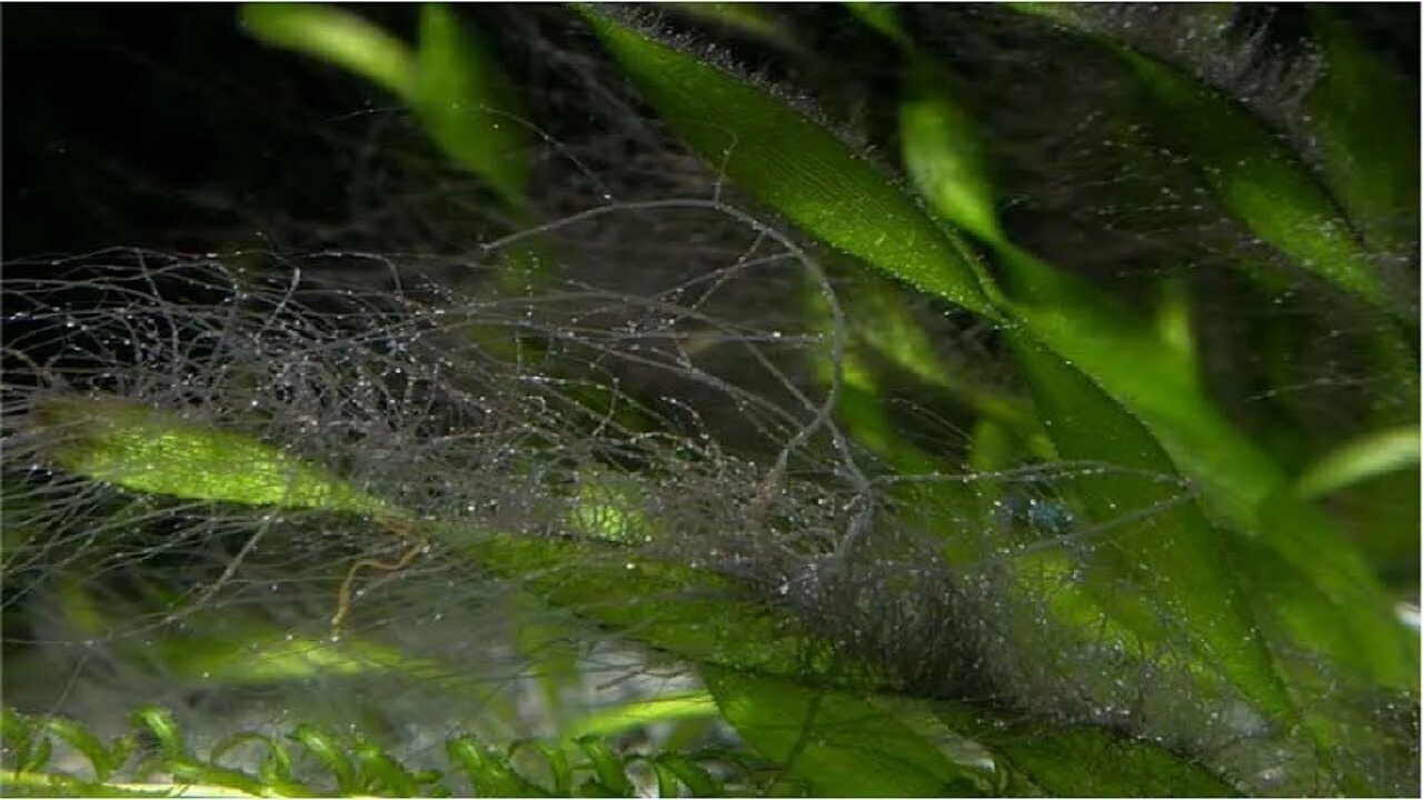 Как избавиться от водорослей