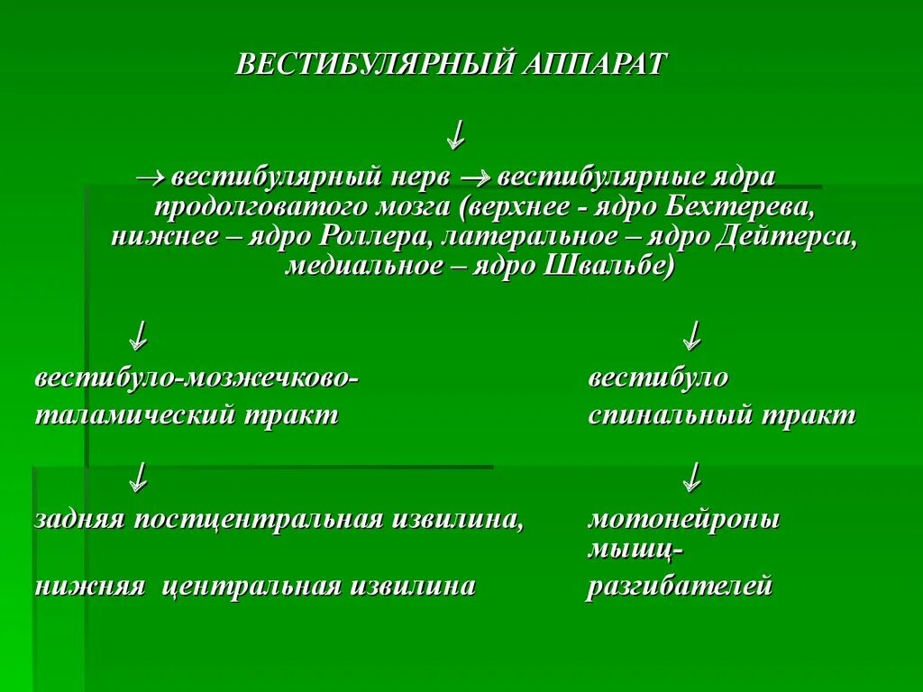 Вестибулярный нерв функции. Вестибулярный нерв функции кратко. Функции вестибулярных нервов. Вестибулярные ядра функции. Строение вестибулярного нерва