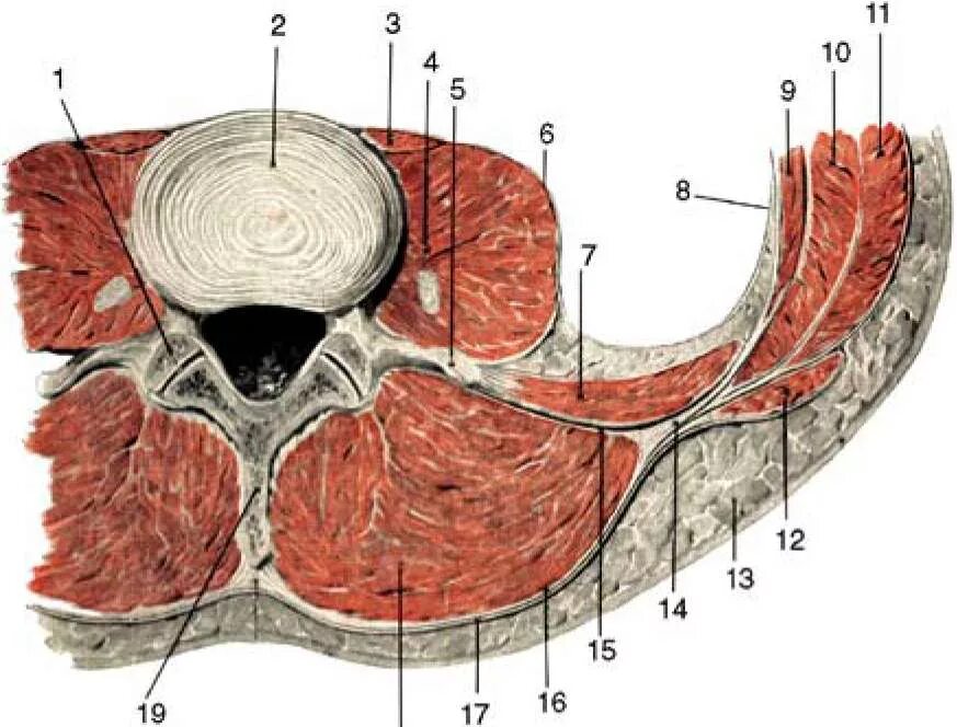 Фасции спины. Забрюшинное пространство поперечный срез. Забрюшинная клетчатка топографическая анатомия. Забрюшинное пространство фасции. Поперечный срез фасции спины.