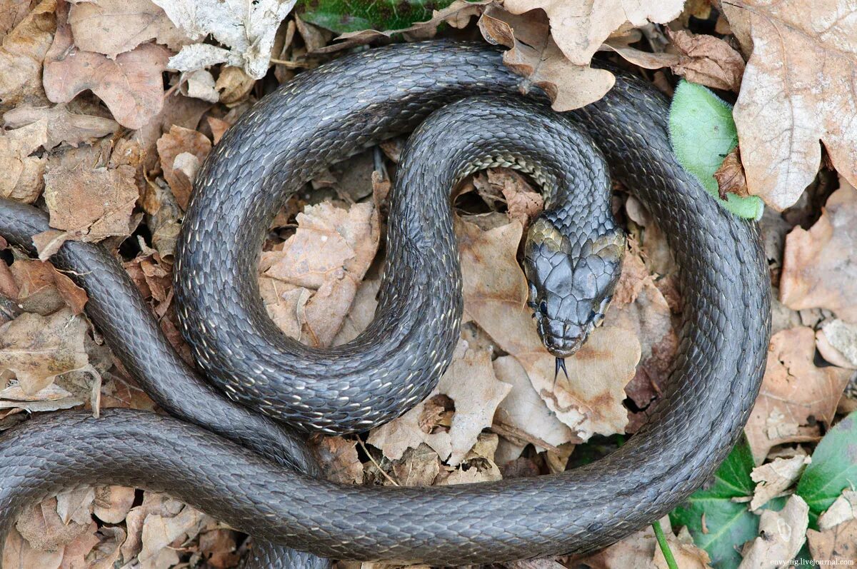 Уж полоз. Серый уж. Серый уж. Обыкновенный уж natrix natrix. Обыкновенный уж natrix natrix.