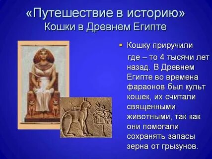 Почему кошки считаются священными животными