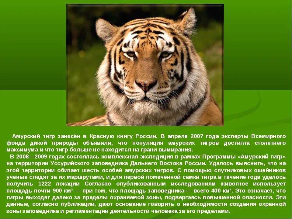 Доклад 1 класс окружающий мир про животных. Тигр красная книга. Доклад о животных. Тигр занесен в красную книгу России. Амурский тигр красная книга.