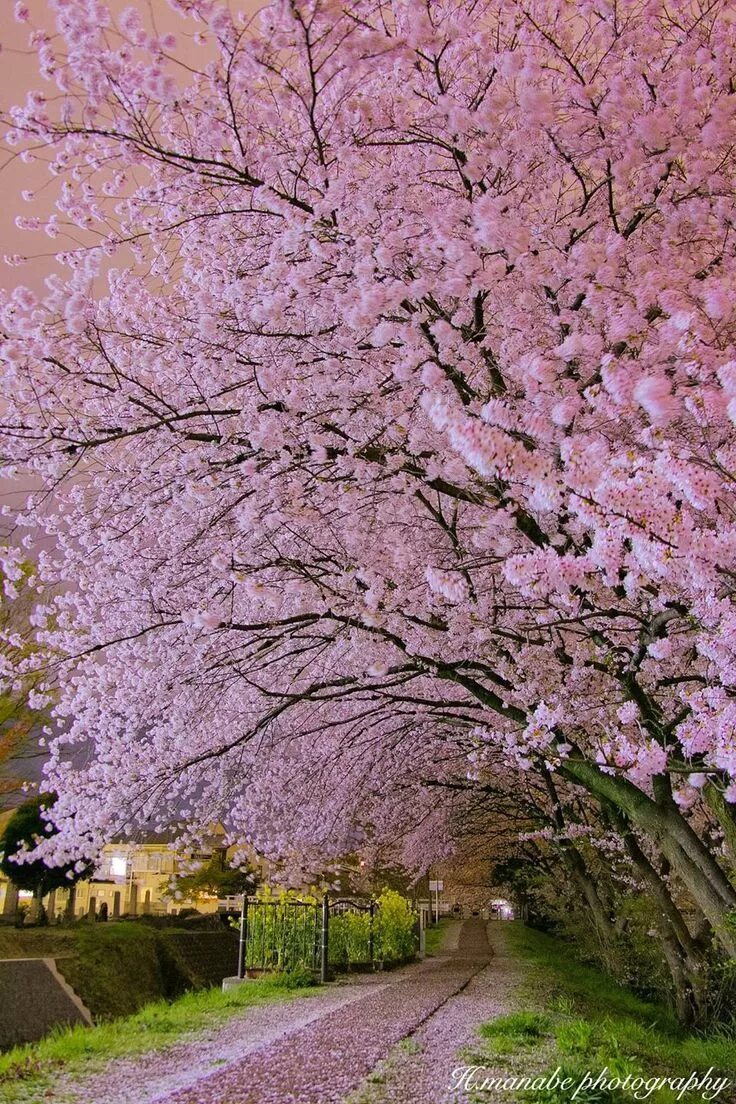 Japanese blossom. Сакура Яэдзакура. Цветущие деревья. Красивое цветущее дерево. Цветущая вишня.