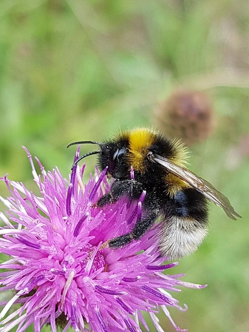 Мулле мек книги. Изменчивый шмель bombus proteus. Звонкий шмель. Шмель трубач. Хоботок шмеля.