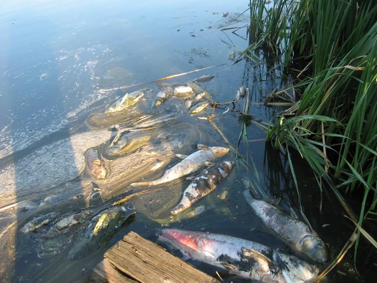 Дубки Саратов замор рыбы. Рыбы в загрязненной воде. Рыба в грязной воде