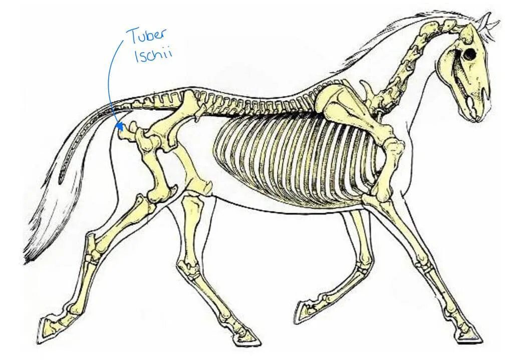 Скелет лошади анатомия. Осевой скелет лошади анатомия. Периферический скелет лошади. Скелет лошади Ветеринария. Мускулатура млекопитающих
