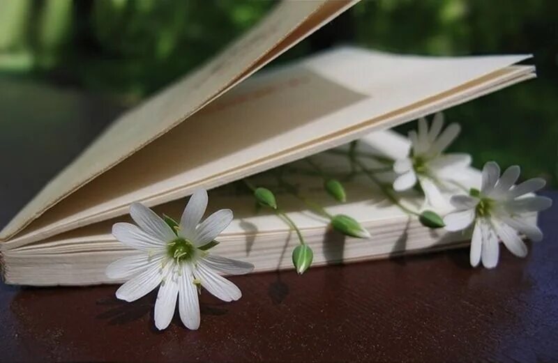 Мой путь есенин. Красивые книги. Переключение между страницами. Книга с цветами. Меж страниц.