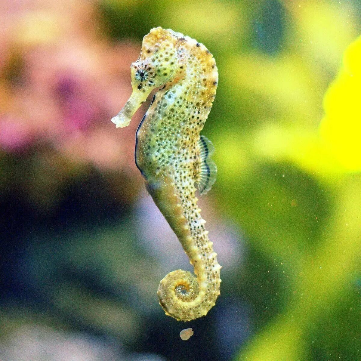 Морской конек живой. Длиннорылый морской конёк. Морской конёк (Hippocampus guttulatus). Длиннорылый Европейский морской конек. Морской конек в черном море.