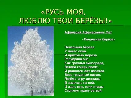 Белая береза и дуб